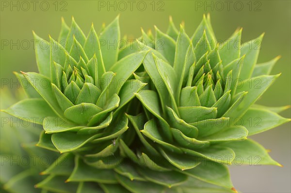 Monkey Puzzle Tree (Araucaria araucana)