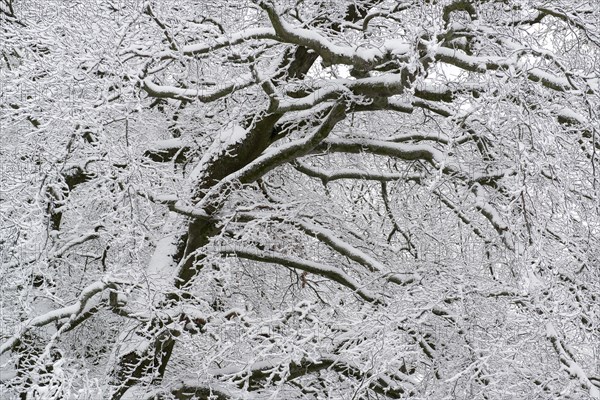 Snow-covered tree at the Hercules monument