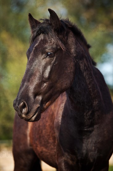 Black Menorquin stallion