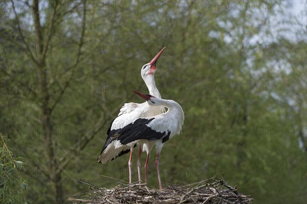 White Stork (Ciconia ciconia)