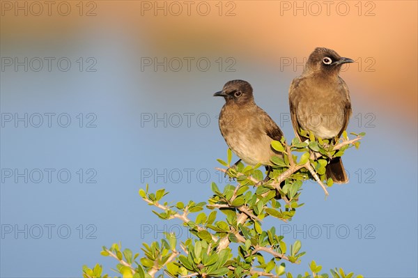 Two Cape Bulbuls (Pycnonotus capensis)