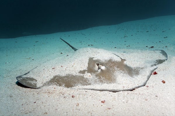 Whiptail Stingray (Dasyatidae) resting on the sandy ocean floor