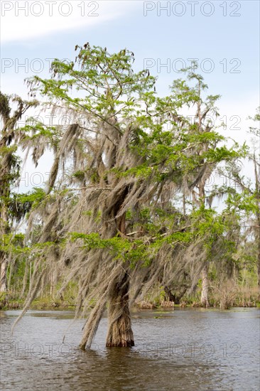 Tree covered in Spanish Moss (Tillandsia usneoides)