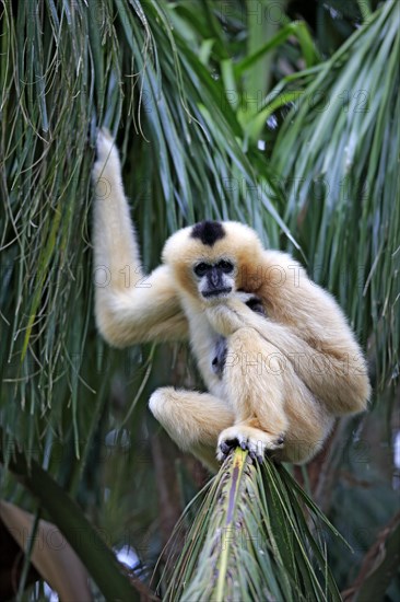 Northern White-cheeked Gibbon (Nomascus leucogenys)