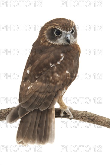 Southern Boobook (Ninox boobook)