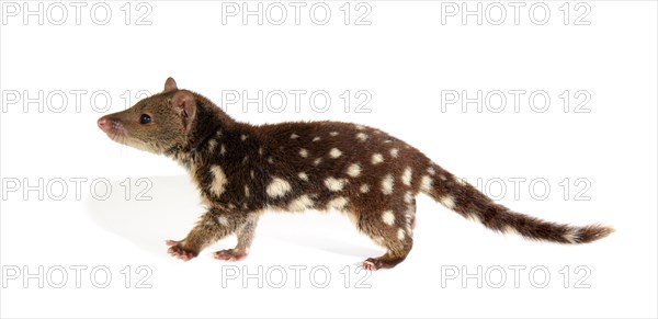 Tiger Quoll (Dasyurus maculatus)