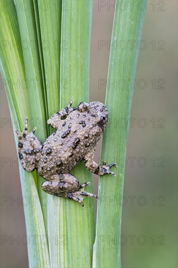 Yellow-bellied Toad (Bombina variegata)