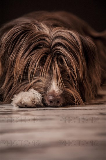 Lying brown mixed-breed dog