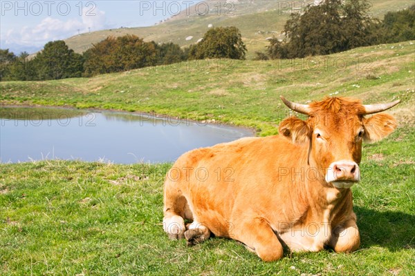 Brown cow