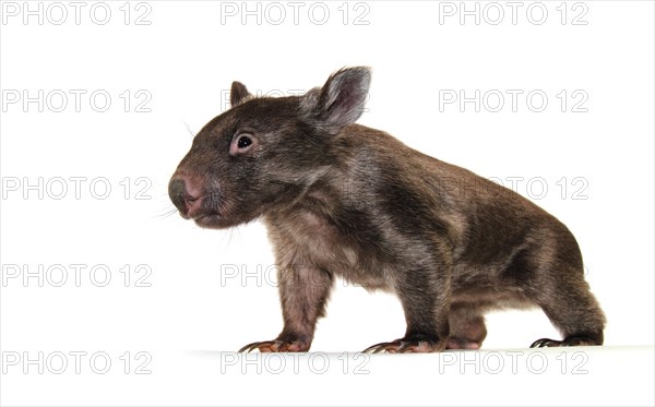 Common Wombat (Vombatus ursinus)