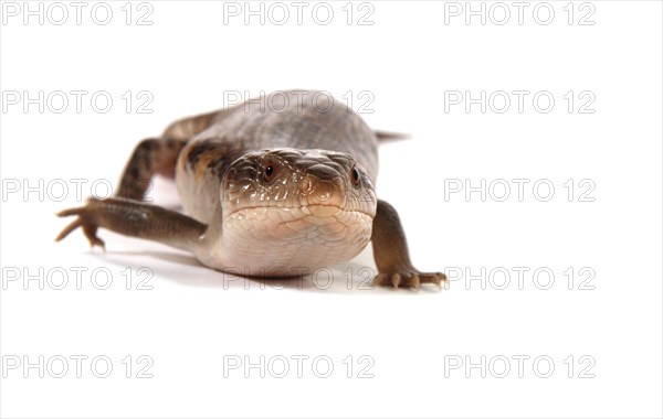 Eastern Blue-tongued Lizard (Tiliqua scincoides scincoides)