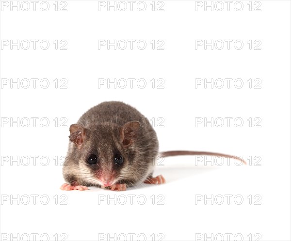 Eastern Pygmy Possum (Cercartetus nanus)