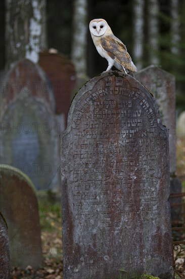 Barn Owl (Tyto alba) on a grave stone