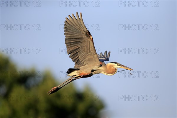 Great Blue Heron (Ardea herodias)