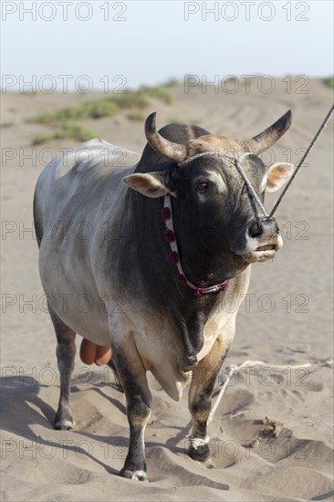 Tethered bull before a bull fight