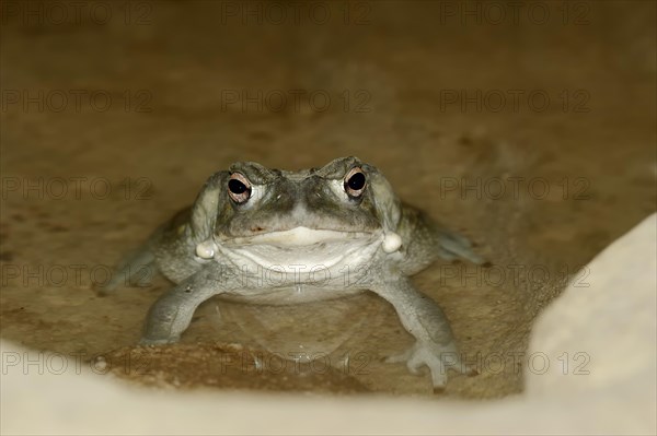 Sonoran Desert Toad (Bufo alvarius)