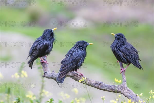 Spotless Starling (Sturnus unicolor) sitting on branch