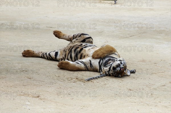 Tiger Temple or Wat Pa Luangta Bua