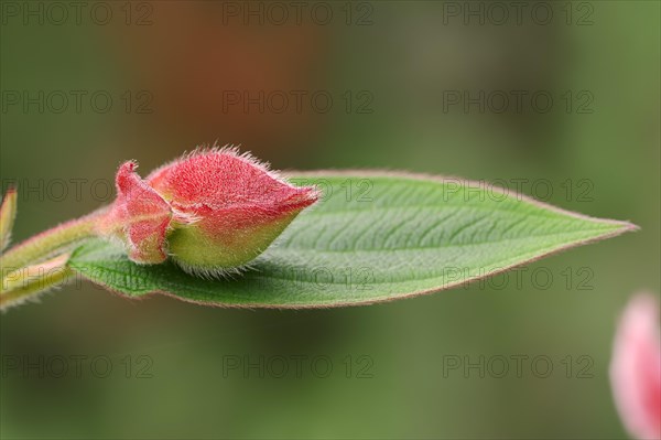 Princess Flower (Tibouchina urvilleana)