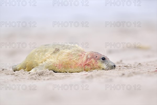 New-born gray seal (Halichoerus grypus) on the beach