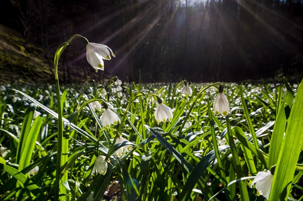 Spring Snowflakes (Leucojum vernum) in the forest