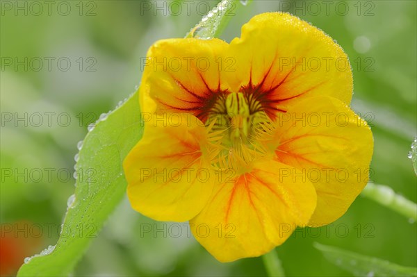 Garden Nasturtium (Tropaeolum majus)