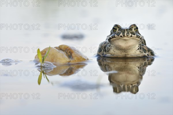 Green Toad (Bufo viridis complex) in an abandoned gravel pit