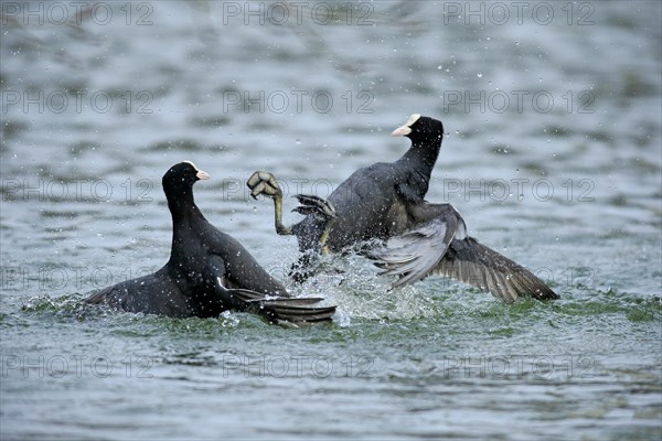 Eurasian Coot (Fulica atra)