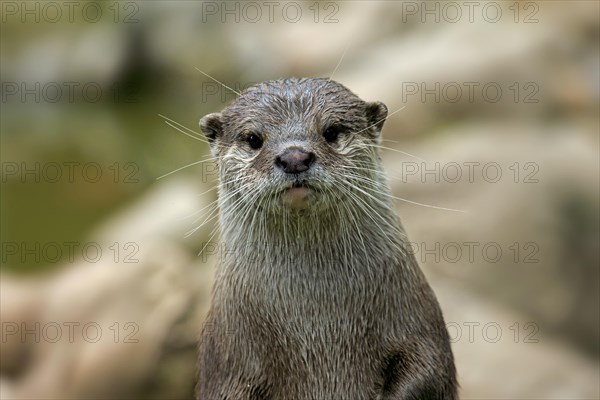 Oriental Small-clawed Otter (Amblonyx cinerea)