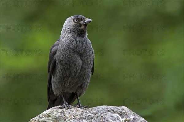 Hooded Crow (Corvus corone)