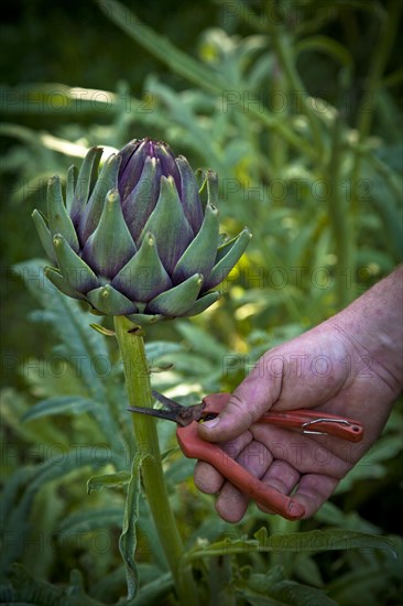 Artichoke being harvested