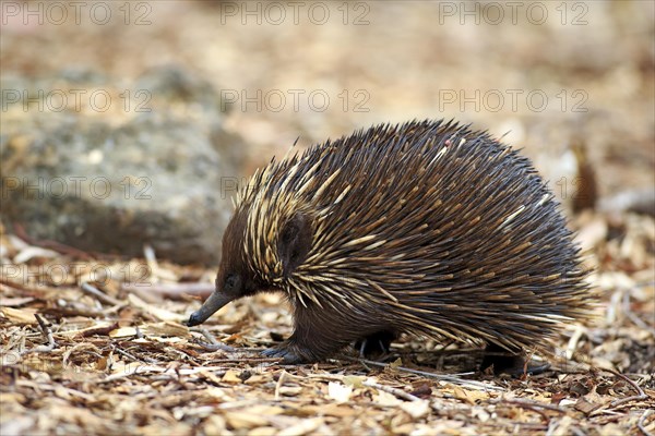 Short-beaked Echidna (Tachyglossus aculeatus) adult