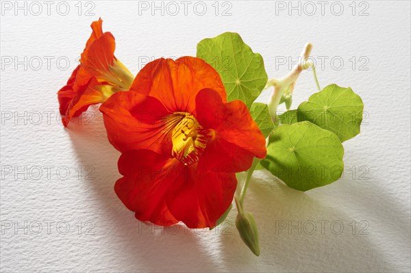 Fresh Nasturtium (Tropaeolum)