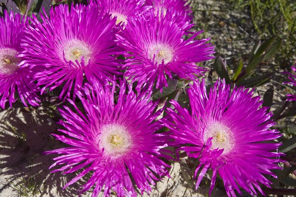 Cape Fig flowers (Carpobrotus edulis) growing in coastal sands