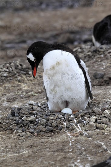 Gentoo Penguin (Pygoscelis papua)