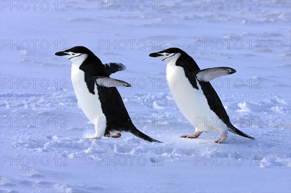 Chinstrap penguins (Pygoscelis antarctica) pair