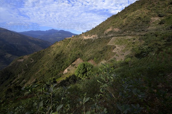 Illegal Coca fields