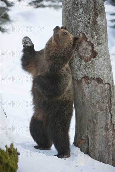 Brown Bear (Ursus arctos)