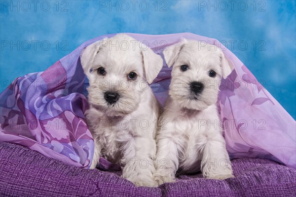 Two white Miniature Schnauzer puppies