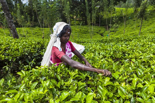 Tea picker