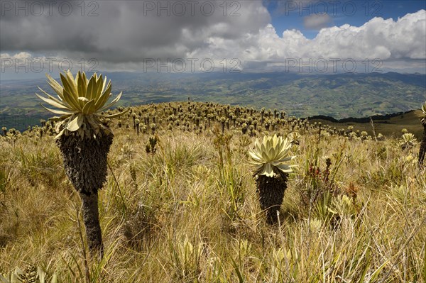 Frailejon or Fraylejon (Espeletia pycnophylla) plants in the paramo landscape