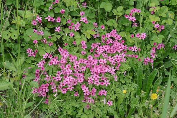 Moss Phlox or Creeping Phlox (Phlox subulata)