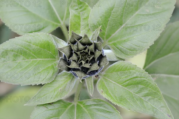 Sunflower (Helianthus annuus)