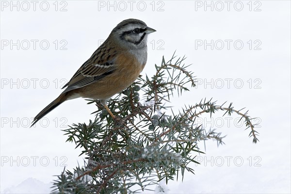 Rock Bunting (Emberiza cia)