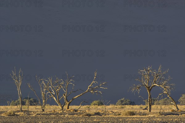 Dead trees in the Tsauchab Valley