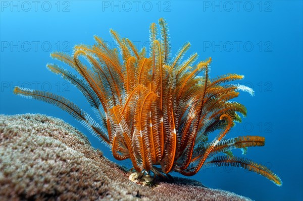 Feather Star (Crinoidea) on stone coral