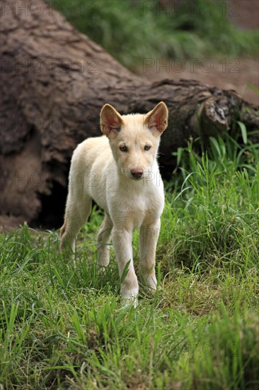 Dingo (Canis familiaris dingo)