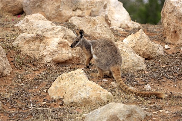 Yellow-footed Rock Wallaby (Petrogale xanthopus)