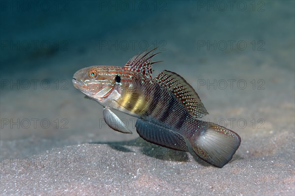 White-barred gobyl (Amblygobius phalaena)