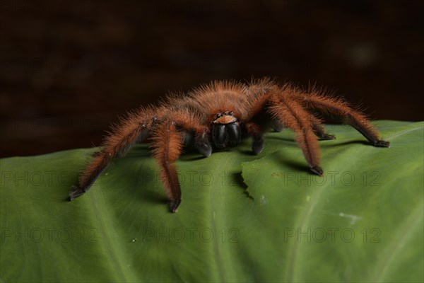Giant crab spider (Megaloremmius leo)